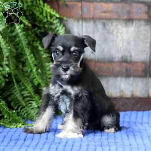 Tina, Miniature Schnauzer Puppy