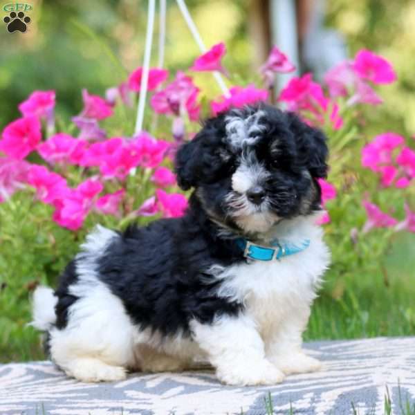 Tinker, Havanese Puppy
