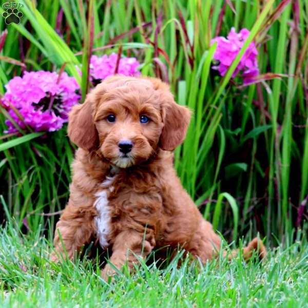 Tinker, Mini Goldendoodle Puppy