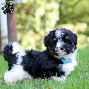 Tinker, Havanese Puppy