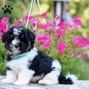 Tinker, Havanese Puppy