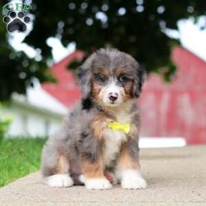 Tinsel, Mini Bernedoodle Puppy
