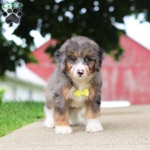 Tinsel, Mini Bernedoodle Puppy