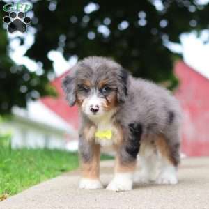 Tinsel, Mini Bernedoodle Puppy