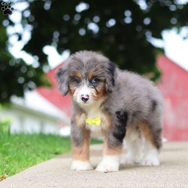 Tinsel, Mini Bernedoodle Puppy