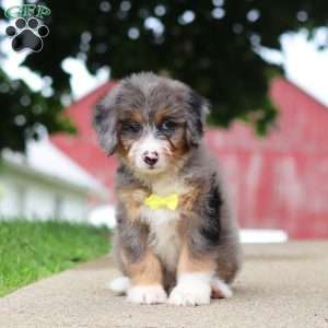 Tinsel, Mini Bernedoodle Puppy