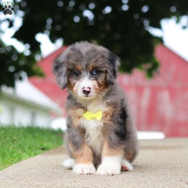 Tinsel, Mini Bernedoodle Puppy