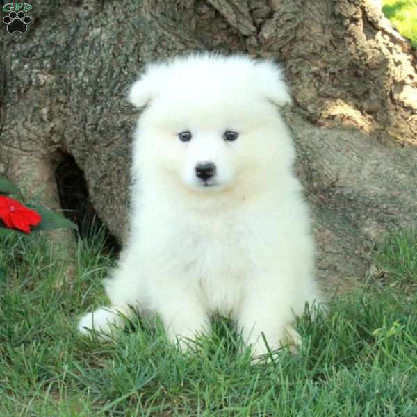 Tippy, Samoyed Puppy