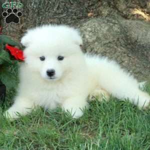 Tippy, Samoyed Puppy
