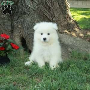 Tippy, Samoyed Puppy