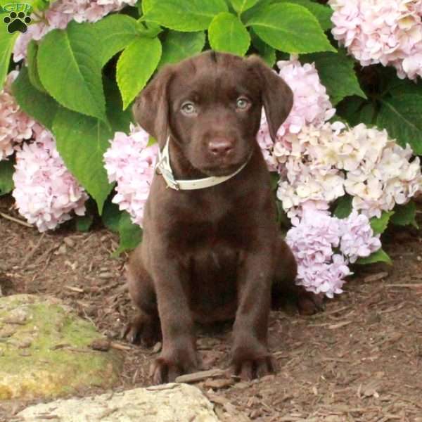 Titania, Chocolate Labrador Retriever Puppy