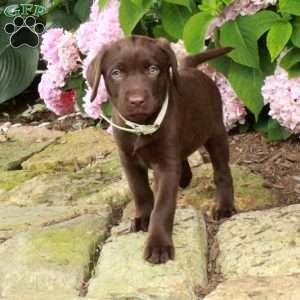 Titania, Chocolate Labrador Retriever Puppy
