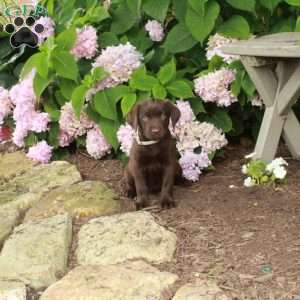 Titania, Chocolate Labrador Retriever Puppy