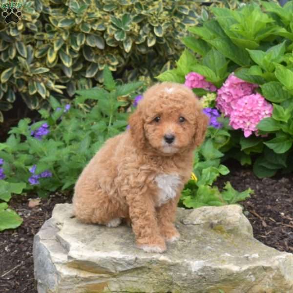 Titus, Shih-Poo Puppy
