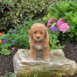 Titus, Shih-Poo Puppy