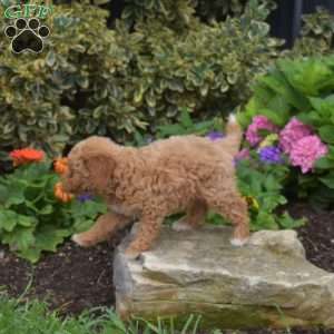 Titus, Shih-Poo Puppy