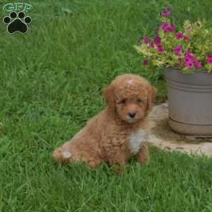 Titus, Shih-Poo Puppy