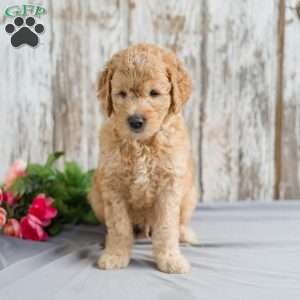Toby, Mini Goldendoodle Puppy
