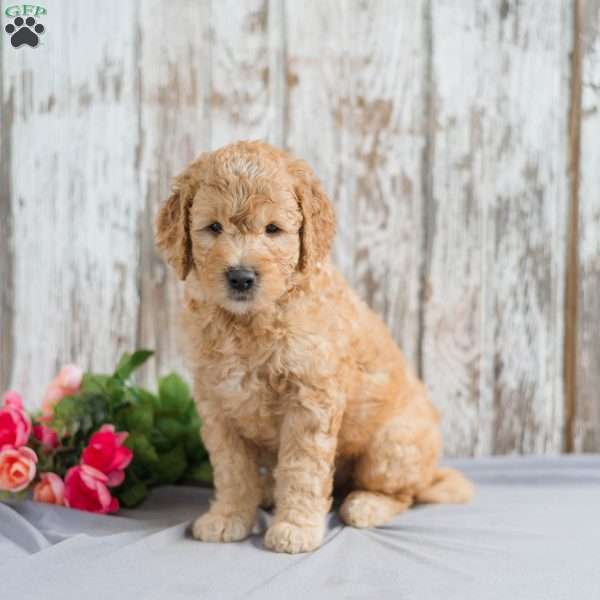 Toby, Mini Goldendoodle Puppy