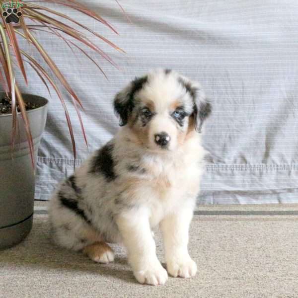 Toby, Australian Shepherd Puppy