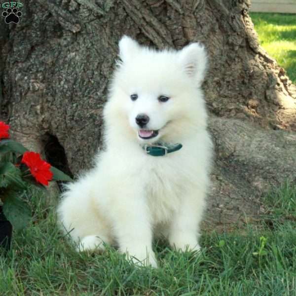 Toby, Samoyed Puppy
