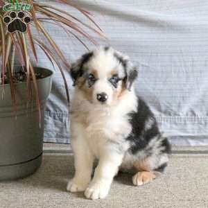Toby, Australian Shepherd Puppy