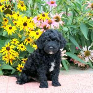 Toby, Cockapoo Puppy