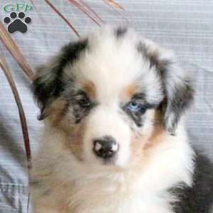 Toby, Australian Shepherd Puppy