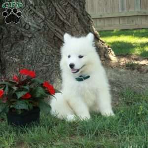 Toby, Samoyed Puppy