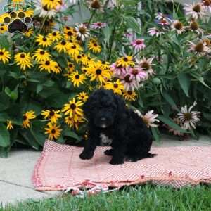 Toby, Cockapoo Puppy