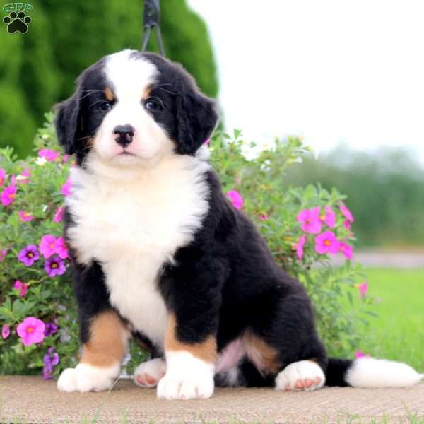 Toby, Bernedoodle Puppy