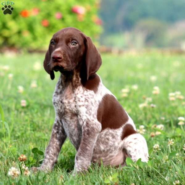 Toby, German Shorthaired Pointer Puppy