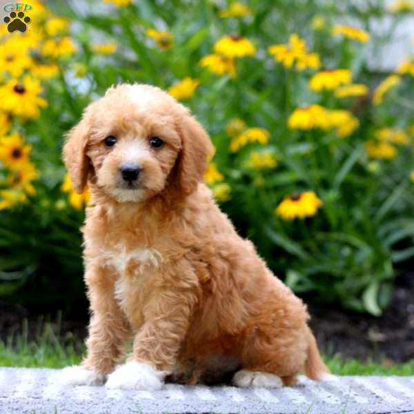 Toby, Mini Labradoodle Puppy