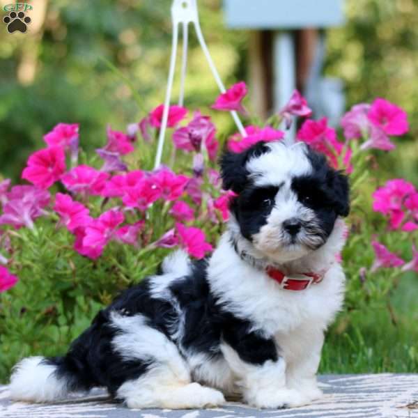 Toby, Havanese Puppy