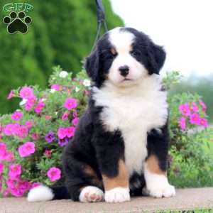 Toby, Bernedoodle Puppy