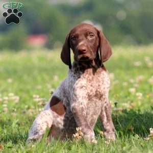 Toby, German Shorthaired Pointer Puppy