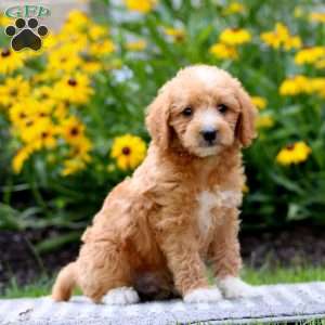 Toby, Mini Labradoodle Puppy