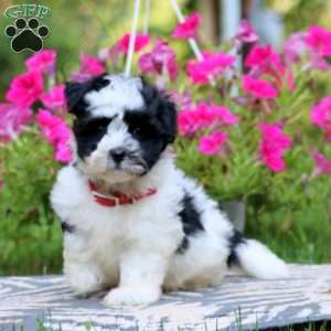 Toby, Havanese Puppy