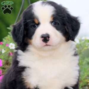 Toby, Bernedoodle Puppy