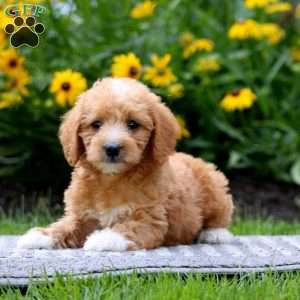 Toby, Mini Labradoodle Puppy