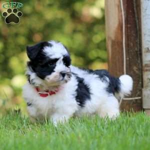 Toby, Havanese Puppy