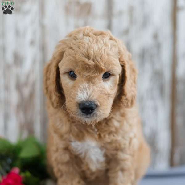 Todd, Mini Goldendoodle Puppy