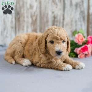Toby, Mini Goldendoodle Puppy