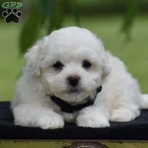 Tony, Bichon Frise Puppy