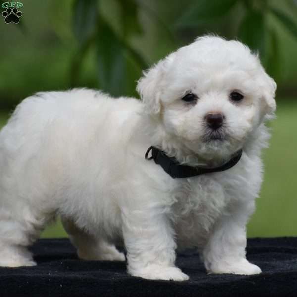 Tony, Bichon Frise Puppy