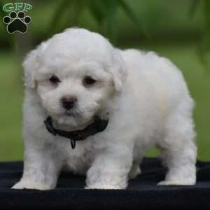 Tony, Bichon Frise Puppy