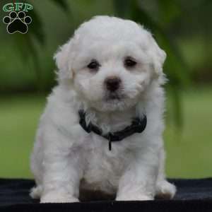 Tony, Bichon Frise Puppy