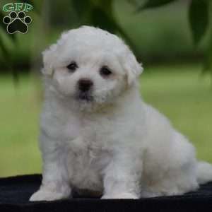 Tony, Bichon Frise Puppy