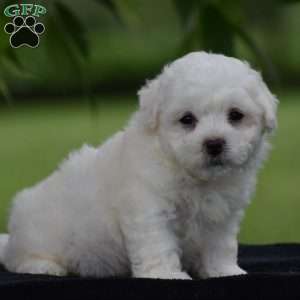 Tony, Bichon Frise Puppy