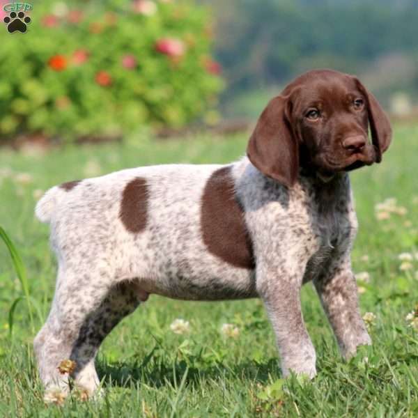 Tony, German Shorthaired Pointer Puppy